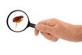 Flea under the magnifying glass - Siphonaptera Royalty Free Stock Photo