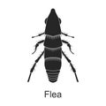 Flea vector black icon. Vector illustration pest insect flea on white background. Isolated black illustration icon of