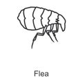 Flea vector icon.Line vector icon isolated on white background flea.