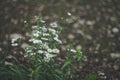 Fleabane Royalty Free Stock Photo