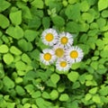 Fleabanes blooming in Rockefeller State Park Reserve in New York Royalty Free Stock Photo