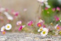 Fleabanes (small daisies) Royalty Free Stock Photo