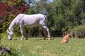 Fleabitten gray mare and a puppy Royalty Free Stock Photo