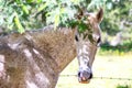 Fleabitten gray mare standing under the shadow Royalty Free Stock Photo