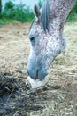 fleabitten grey arabic horse licking salt Royalty Free Stock Photo