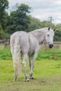 Light grey horse looking back ay camera Royalty Free Stock Photo