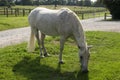 Fleabitten grey New Forest Pony grazing Royalty Free Stock Photo