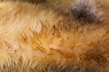 Fleas in dog hair. Fleas run around the dog. Close-up Royalty Free Stock Photo