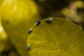 Fleas on green leaf the foreground