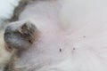 Fleas on the surgery area from a male cat before during the neuter surgery