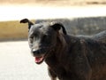 A female black street dog with dog fleas and ticks on its body, a black stray Egyptian female dog