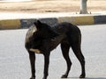 A female black street dog with dog fleas and ticks on its body, a black stray Egyptian female dog