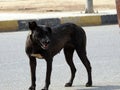 A female black street dog with dog fleas and ticks on its body, a black stray Egyptian female dog