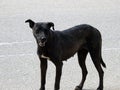 A female black street dog with dog fleas and ticks on its body, a black stray Egyptian female dog