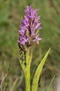 Flecked Marsh Orchid Royalty Free Stock Photo