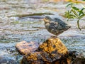 Fledged American Dipper Chick