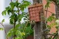 Fledgeling bluetit on garden suet bird feeder