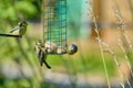 4 fledgeling bluetits Cyanistes caeruleus at a bird feeder. Royalty Free Stock Photo