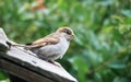 Fledgeling House Sparrow Royalty Free Stock Photo