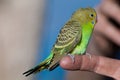 Fledging Budgerigar Royalty Free Stock Photo