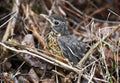 Fledgling baby American Robin fell out of nest