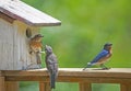 A fledgling Bluebird talks to his parents.