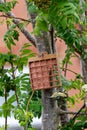 Fledgling bluetit on garden suet bird feeder