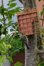 Fledgling bluetit on garden suet bird feeder