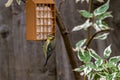 Juvenile bluetit on suet garden bird feeder