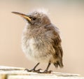 A fledgling Cape Sugarbird waiting to be fed by its parents