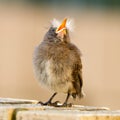 A fledgling Cape Sugarbird waiting to be fed by its parents