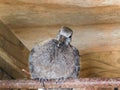 Fledgling Cape Turtle dove