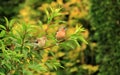 A Fledgling Chaffinch with its Father Royalty Free Stock Photo