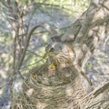 Fledgling chicks Song thrush sitting in nest, life nest with chicks in the wild Royalty Free Stock Photo