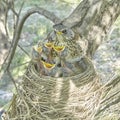 Fledgling chicks Song thrush sitting in nest, life nest with chicks in the wild Royalty Free Stock Photo