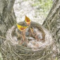 Fledgling chicks Song thrush sitting in nest, life nest with chicks in the wild Royalty Free Stock Photo