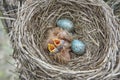 Fledgling chicks Song thrush sitting in nest, life nest with chicks in the wild