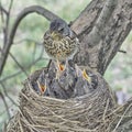 Fledgling chicks Song thrush sitting in nest, life nest with chicks in the wild