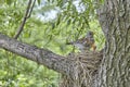 Fledgling chicks Song thrush sitting in nest, life nest with chicks in the wild