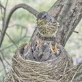 Fledgling chicks Song thrush sitting in nest, life nest with chicks in the wild Royalty Free Stock Photo