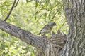 Fledgling chicks Song thrush sitting in nest, life nest with chicks in the wild Royalty Free Stock Photo