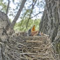 Fledgling chicks Song thrush sitting in nest, life nest with chicks in the wild