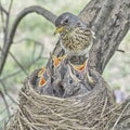 Fledgling chicks Song thrush sitting in nest, life nest with chicks in the wild Royalty Free Stock Photo