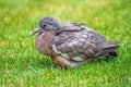 Fledgling Common Woodpigeon - Columba palumbus Royalty Free Stock Photo