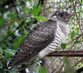 Fledgling cuckoo Royalty Free Stock Photo