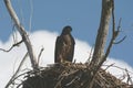 Fledgling Eagle Sitting Upon Nest