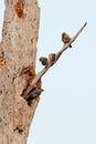 Fledgling Eastern Bluebirds on Dead Tree