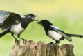 Fledgling European Magpie (pica pica) Royalty Free Stock Photo