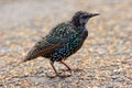 Fledgling European starling (Sturnus vulgaris) Royalty Free Stock Photo