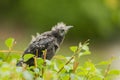Fledgling Grackle Royalty Free Stock Photo